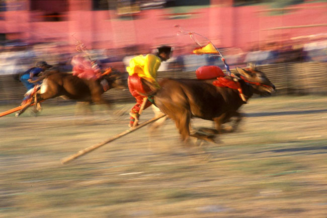 Bull races on Madura.