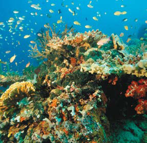 Some of the abundant marine life found in the waters around Amanwana.  